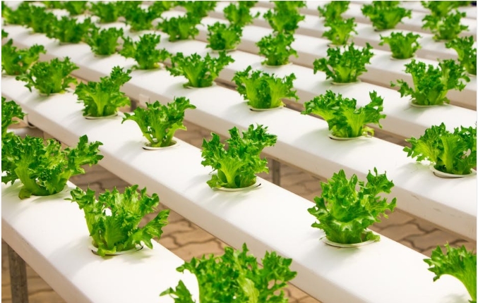 Rows of a hydroponic garden
