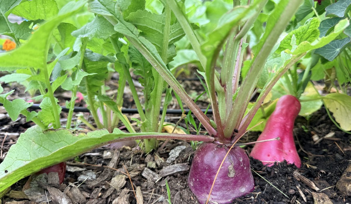 one Purple and one pink radish growing in dark brown soil with light brown woodchips beneath green leafy tops in a raised garden bed.