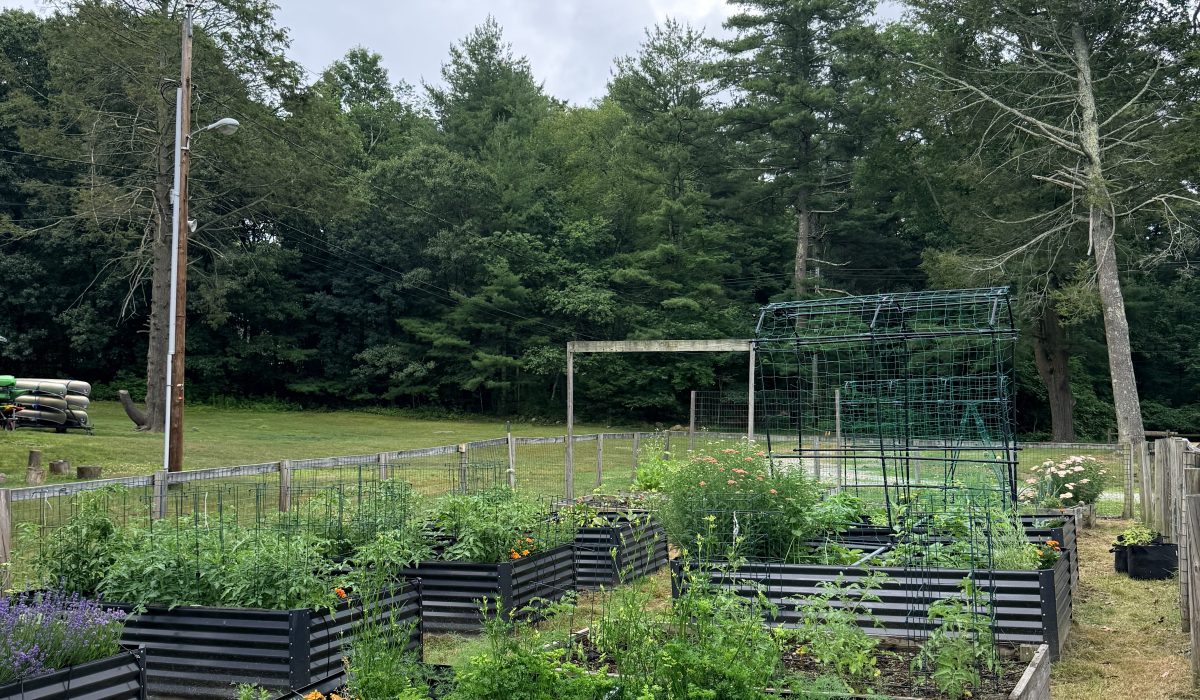 About 10 black rectangular raised garden beds of varying sizes, filled with green vegetable plants and colorful flowers, in a fenced community garden with a wooded are behind and cloudy sky.